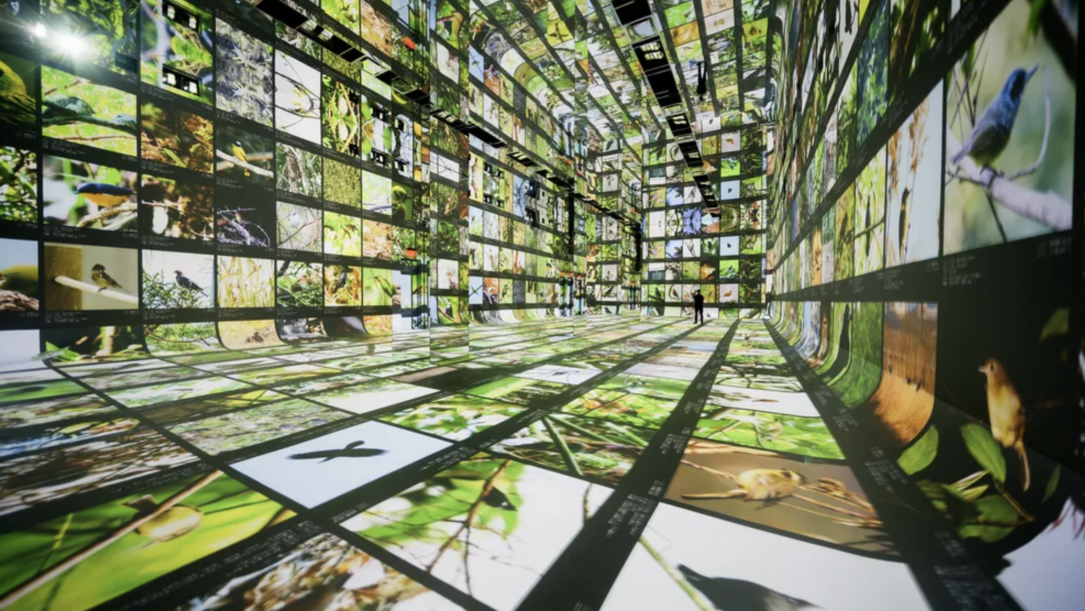 Выставка «Machine Dreams: Rainforest» в Dataland. Выставка «Machine Dreams: Rainforest» в Dataland.